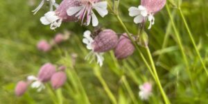 Blumen Engadin