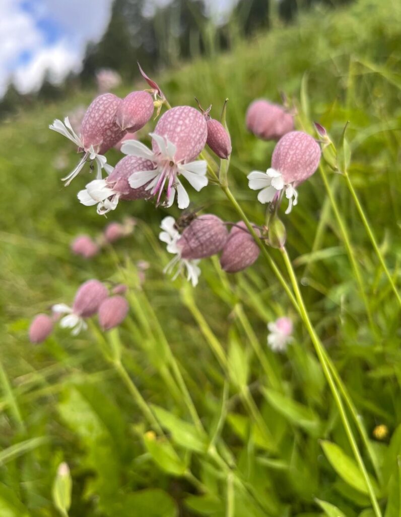 Blumen Engadin